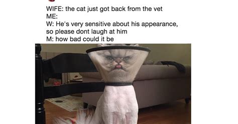 23 Cat Tweets That I Guarantee Will Make You Laugh