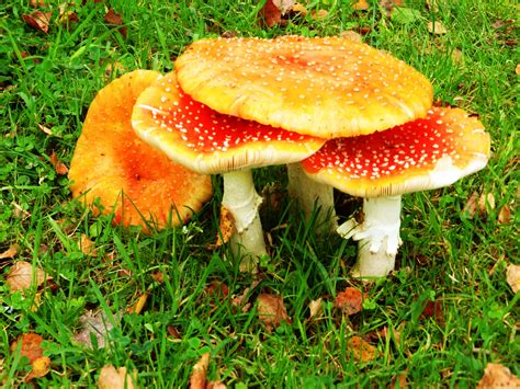 Free Images Nature Autumn Fungus Mushrooms Agaric Bolete
