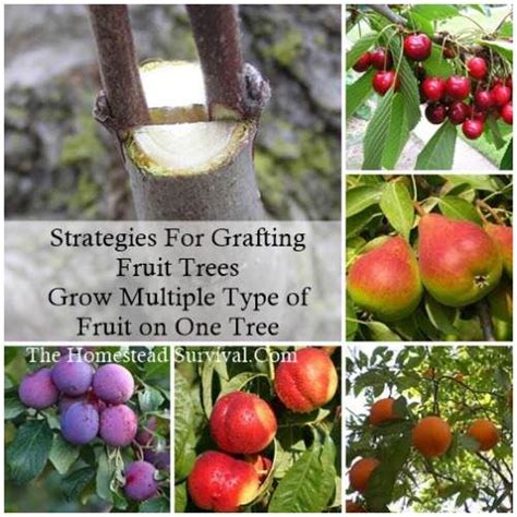 Graftingfruittreess 500x500 1 Strategies For Grafting Fruit Trees Grow