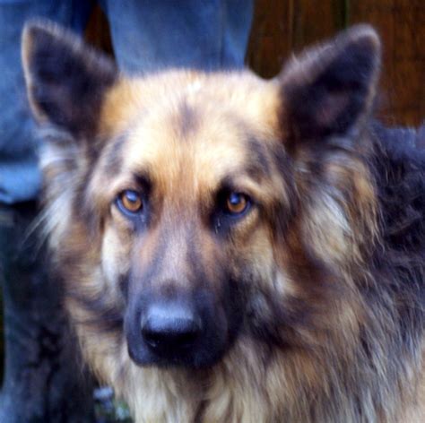 Harry 2 12 Year Old Male German Shepherd Dog Available