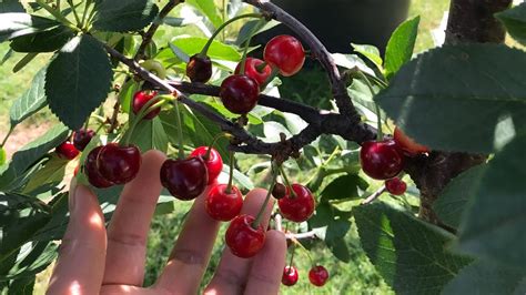 Rokrocznie staramy się dopracować nasze metody uprawy tak, aby zbierane owoce należały do najsmaczniejszych na świecie. GROWING CHERRY IN CONTAINER 2015 Tipps von Evelyn - YouTube