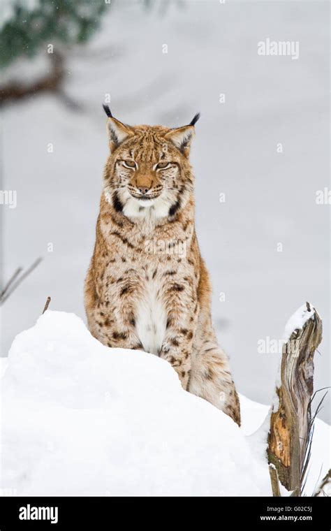 Lynx In Snow Stock Photo Alamy