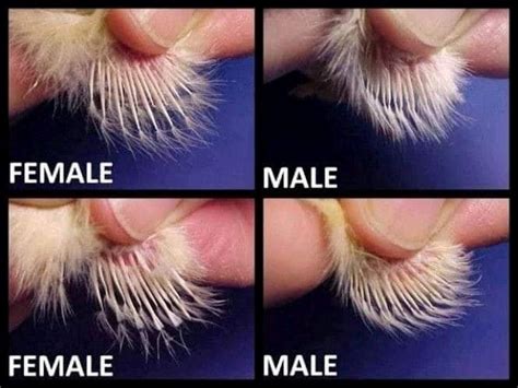tips to determine gender of your chicks