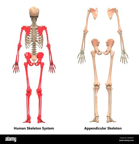 Human Skeleton System Appendicular Skeleton Anatomy Stock Photo Alamy
