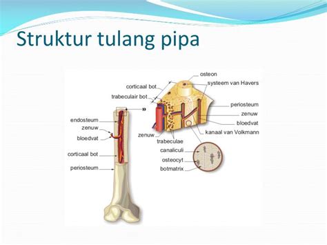 Ppt Struktur Osteon Sel Tulang Keras Powerpoint Presentation Id2125588