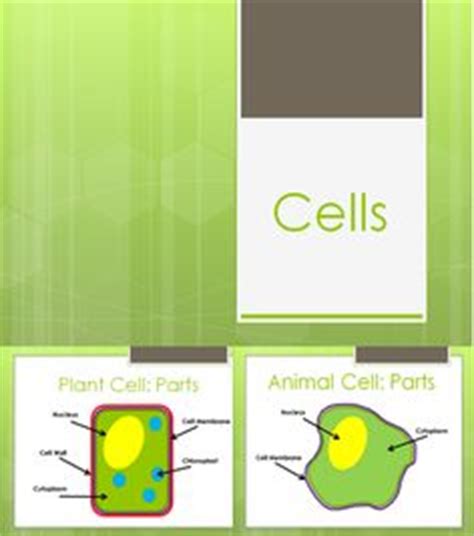 Animal and plant cells worksheet oxford illustrated science encyclopedia. 15 Plant and animal cell ideas | plant and animal cells ...