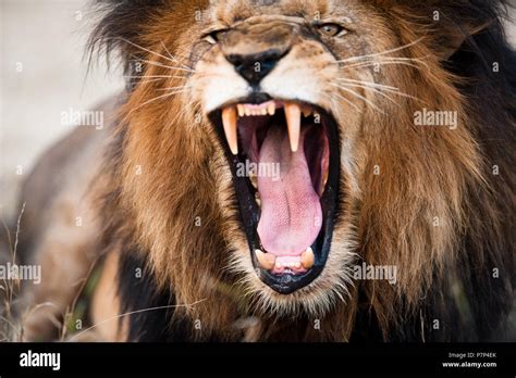 Angry Roaring Lion Kruger National Park South Africa Stock Photo Alamy