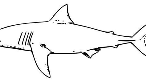 Great Hammerhead Shark Drawing Free Download On Clipartmag