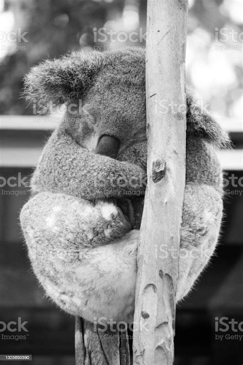 Koala Sleeping In Tree Sydney Australia Stock Photo Download Image