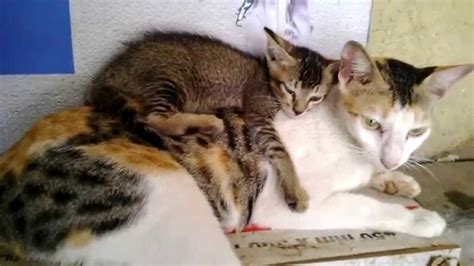 One little kitten looking for some fun, he fluffed his tail and scampered off KITTEN SLEEPING ON MOM CAT HD VIDEO - YouTube