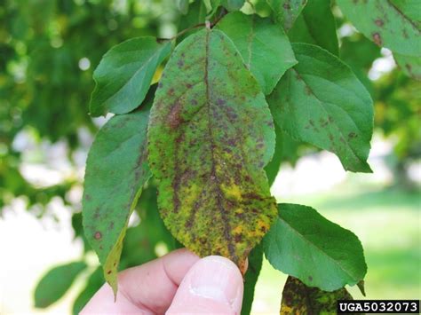 There are 1390 apple tree leaves for sale on etsy, and. Got Pests?