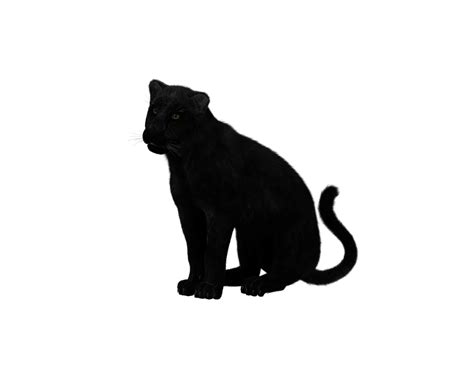 Black Panther Sitting Transparent Png Stickpng
