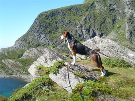 Le hamilton stövare est un chien chien courant connu et réputé pour ses qualités pour la chasse au renard et au lièvre. Elvis, Hamiltonstövare | Hundar, Hundraser, Bakgrund