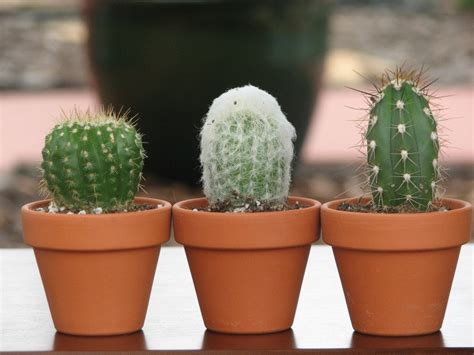 5 Cactus Plants Potted Terracotta 2 Pots Live Cactus Potted Mini