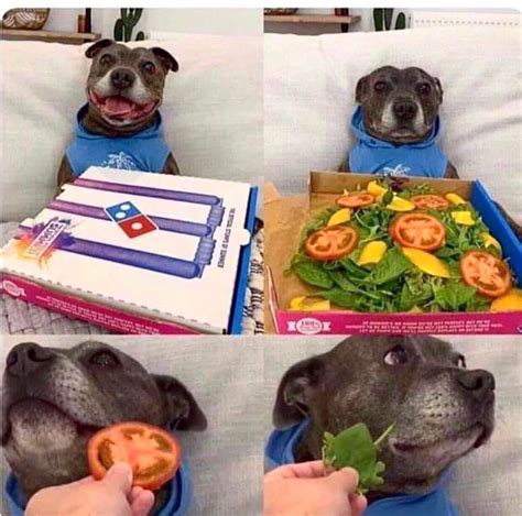 Dog Dodging The Vegan Pizza Rmemetemplatesofficial