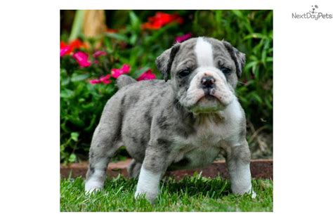 Olde english bulldogs (an english bulldog crossed with an american bulldog) is not as 'stockey' as english bulldogs are blue, brindle, fawn, black, pretty much any color except all white or merle. English Bulldog puppy for sale near Birmingham, Alabama ...