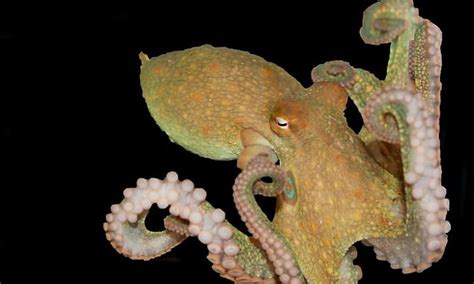 Scientists Reveal How Octopuses Can Taste Things By Touching Them
