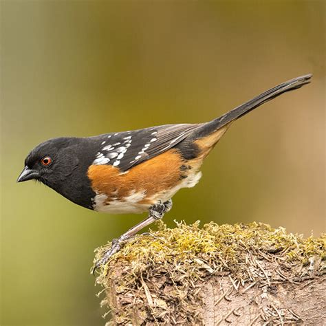Spotted Towhee — Eastside Audubon Society