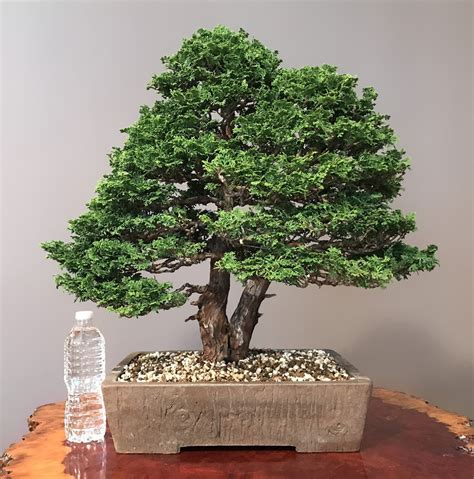 Japan jas f4 star plywood. Bonsai Import CompanyONLY THE FINESTStore - Shop our ...