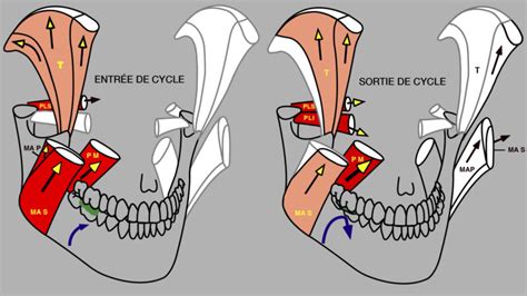 Mastication R Le Des Muscles Occlusal Function