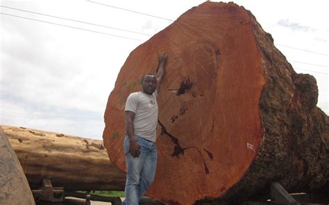 Offer West Africa Timber Logs Available For Sell Wood