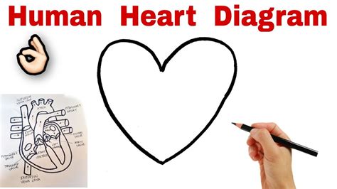 How To Draw Human Heart Diagram Drawing Human Heart Class 10 Youtube