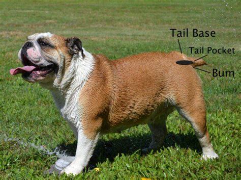 Are Bulldogs Born With Tails