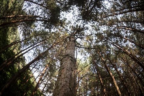 Forest Landscapebeautiful Forest Nature Tall Old Pine Trees Summer