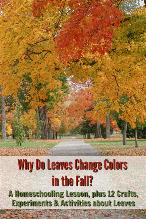 Why Do Leaves Change Colors In The Fall A Homeschooling