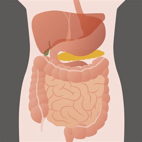10 Facts About Your Gut Probiotics Learning Lab