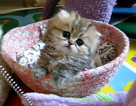 Little Cat In A Basket Pink ~ Pewpaw