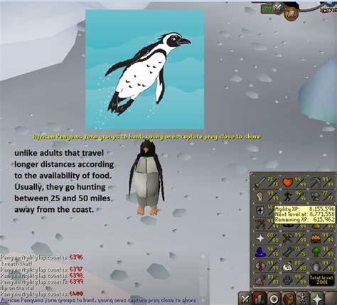 100 Laps With Penguin Facts Daily Until Agility Pet Day 50 R2007scape