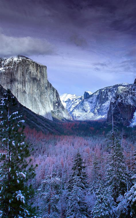 800x1280 Snow Forests Yosemite Scenery 4k Nexus 7samsung Galaxy Tab 10