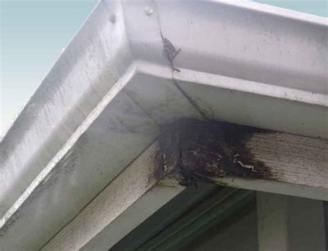 Apply gutter sealant to all of the joints, being sure to cover both sides. Crown Seamless Gutters & Downspouts - South Florida ...