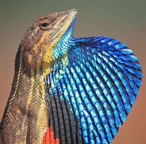 🔥 Male Display Of A Fan Throated Lizard 🔥 R Natureisfuckinglit