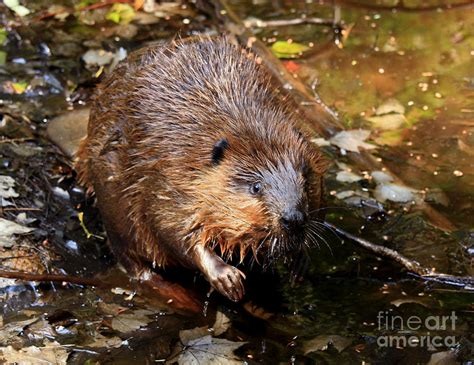 Canadas National Animal The Beaver Photograph By Inspired Nature