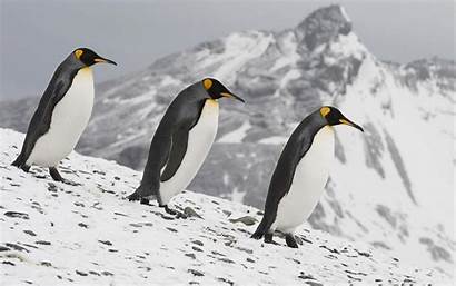 Penguins Penguin Emperor Theme Wallpapers King Windows