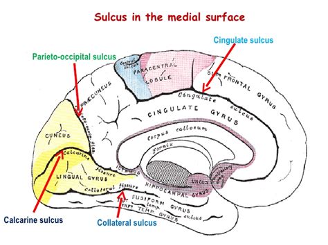 Occipital Lobe And Pathology