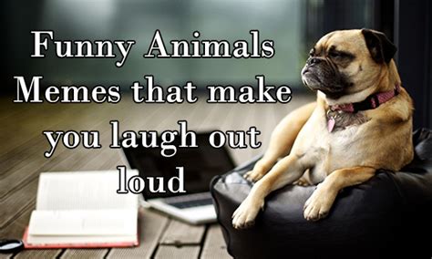 Funny Animals Memes That Make You Laugh Out Loud Funny