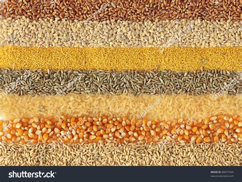 Oats and rye are unadulterated and freshly picked the. Cereals Wheat Barley Millet Rye Ricemaize Stock Photo ...