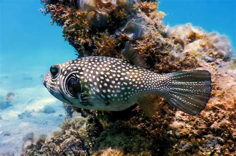 17 Hawaiian Reef Fish Welcoming Snorkelers Snorkel Planet