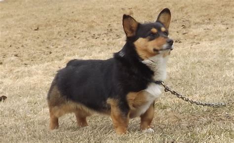 This breed of dog has been recorded to be good with people and very friendly towards others providing they have had the. Champion Pembroke Welsh Corgi Breeders