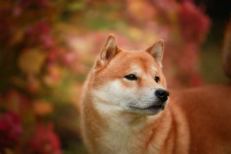 ɕiba inɯ) is a breed of hunting dog from japan. Książka o Shiba Inu - książka po polsku o Shiba Inu ...