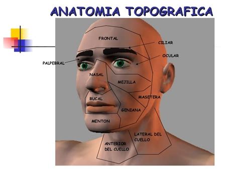 Anatomía Humana Definición Y Las Ramas De La Anatomía Humana