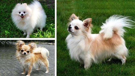 Top 15 Most Popular Pomeranian Mix Dogs Pethelpful