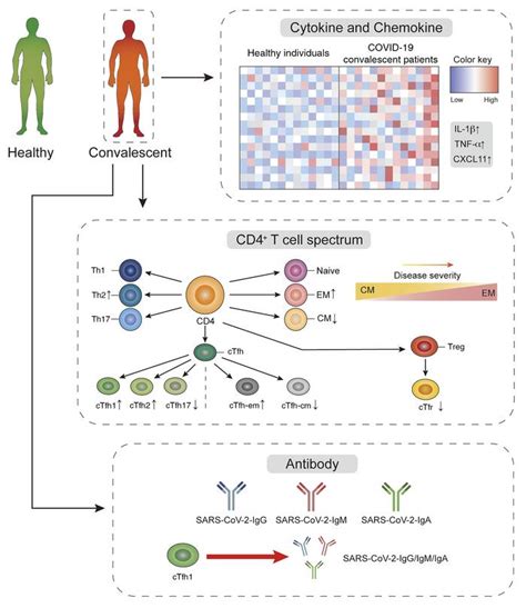JCI Peripheral CD4 T Cell Subsets And Antibody Response In COVID 19