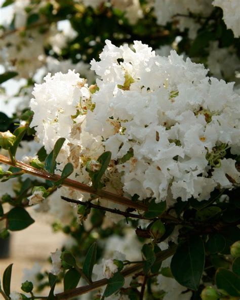 Early Bird Crapemyrtle White Southern Living Plant Collection