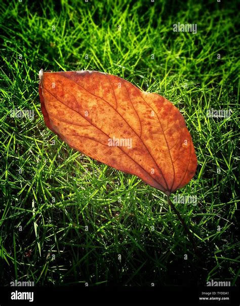 Leaves Grounded Hi Res Stock Photography And Images Alamy