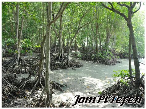 Ya, hutan bakau atau yang biasa dikenal dengan istilah mangroove merupakan salah satu jenis hutan yang meskipun tidak selebat dan sebesar hutan lindung, ternyata memiliki banyak fungsi untuk menjaga daratan dari. JOM PI TEPEN: DESTINASI