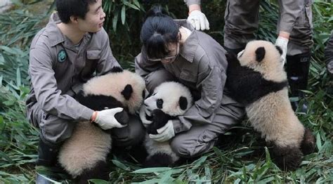 Super Adorkable Alert 36 Panda Cubs Born In 2017 Make Public Appearance